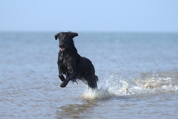 cane fa il bagno