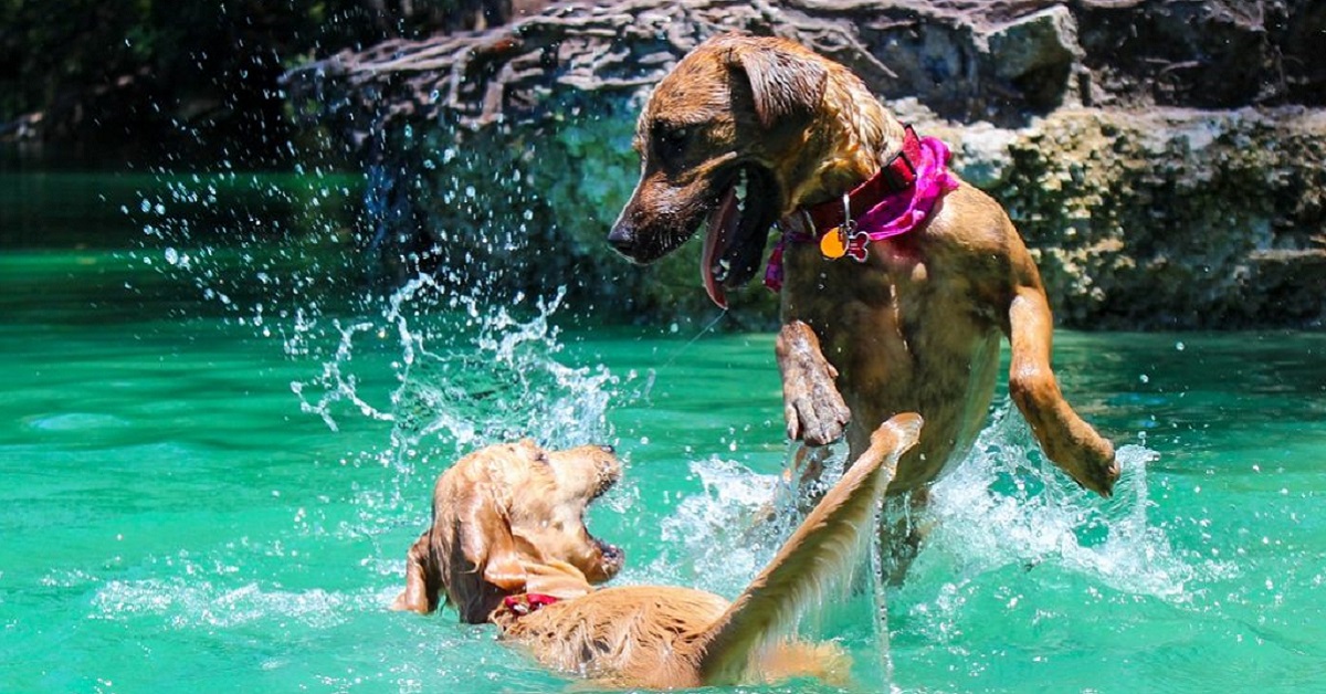 Leggi sui cani in spiaggia: cosa dicono, cosa sapere?