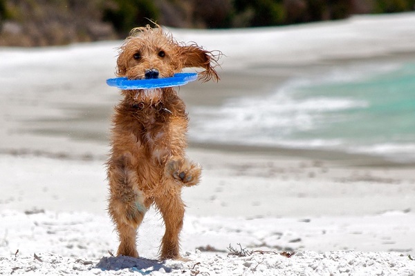 cane con frisbee