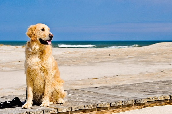 cane su passerella