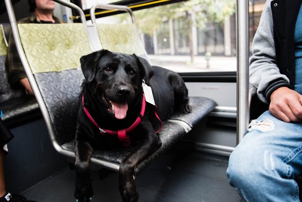 cane sul bus