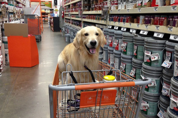 cane nel carrello della spesa