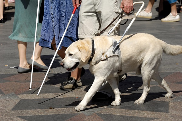 cane guida