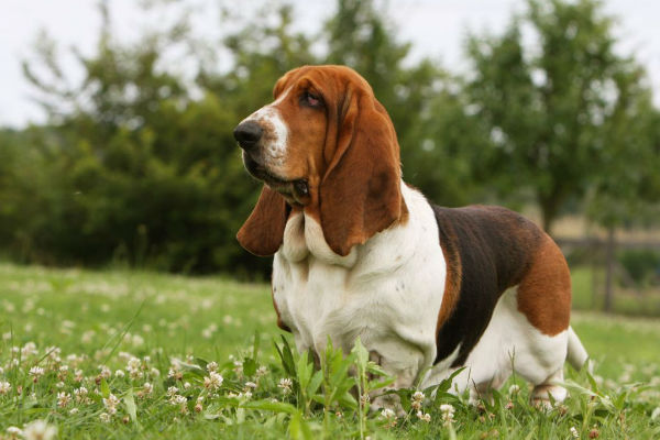 cane sul prato