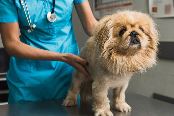 Linfoma nel cane, tutto quello che c’è da sapere