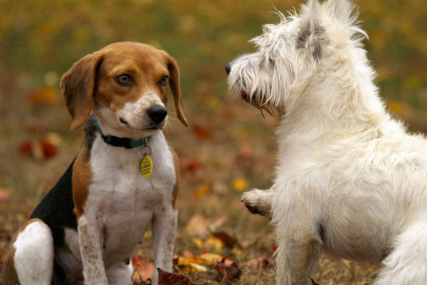 cani che si arrabbiano