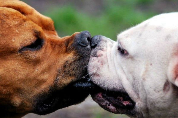 cane bianco e marrone