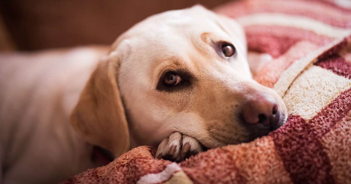 cane accucciato