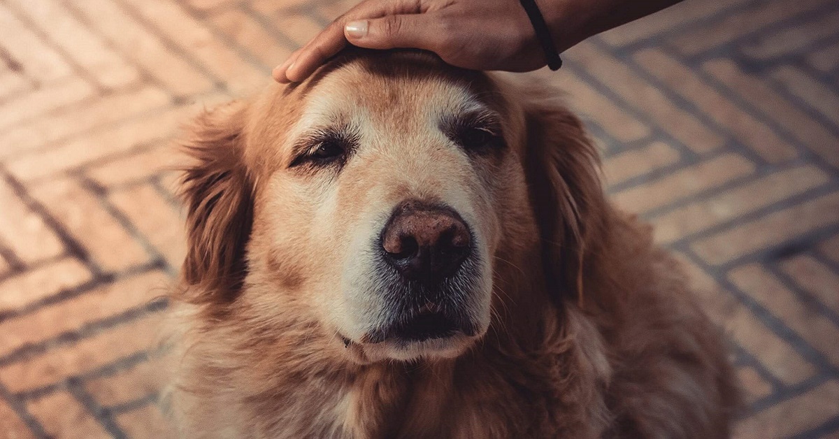 cane con occhi chiusi