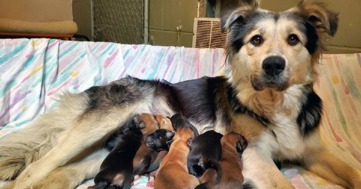 Mamma cane e i suoi 9 cuccioli abbandonati in una scatola