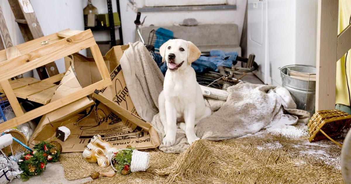 Perché il cane non obbedisce?