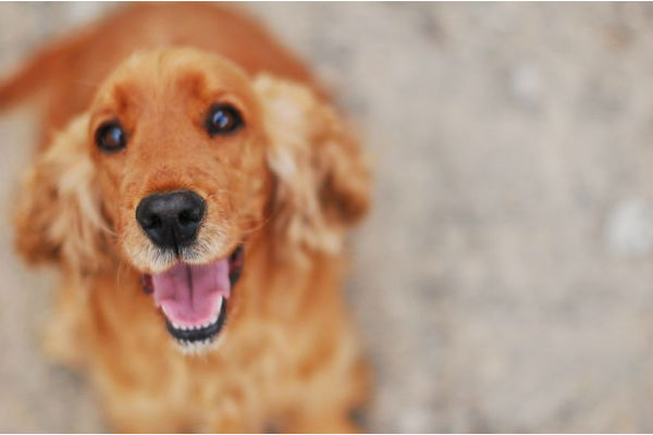 cane che guarda