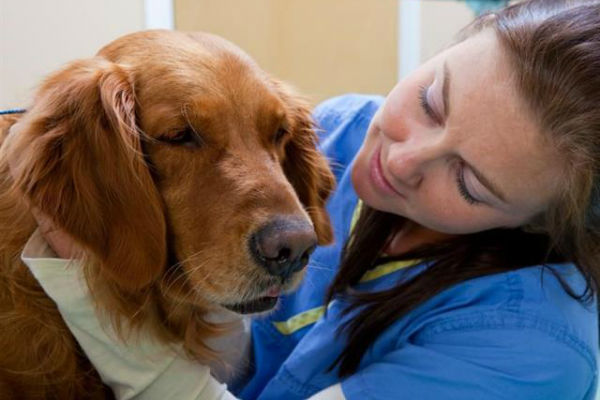cane dal vet