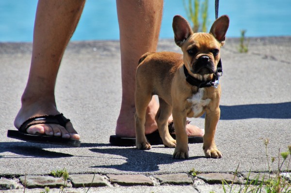 cane piccolo in spiaggia con il padrone