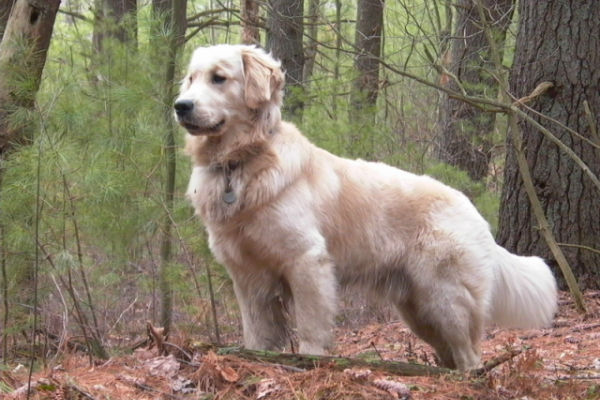 cane nel bosco