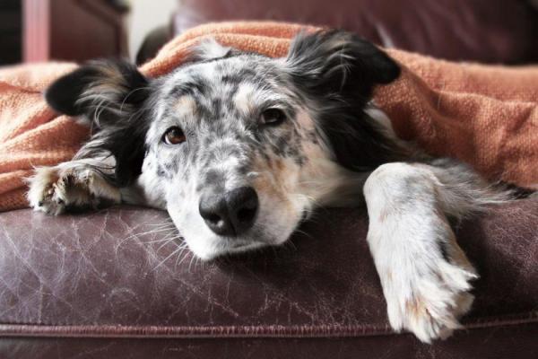 cane sul divano