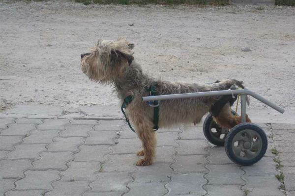 cane paralizzato