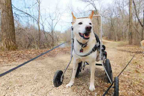 cane col carrello