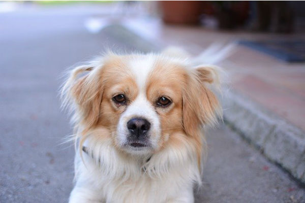 cane che guarda