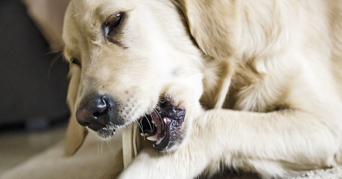 Parodontite del cane: sintomi, cause, trattamento