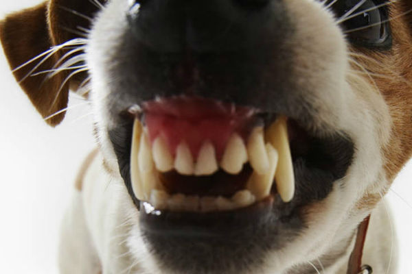 denti del cane