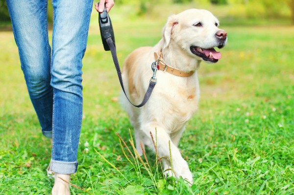 cane a passeggio