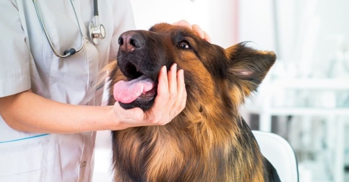 Circovirus nel cane: sintomi, cause, trattamento