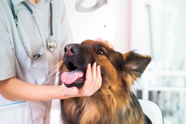 pastore tedesco in visita dal veterinario