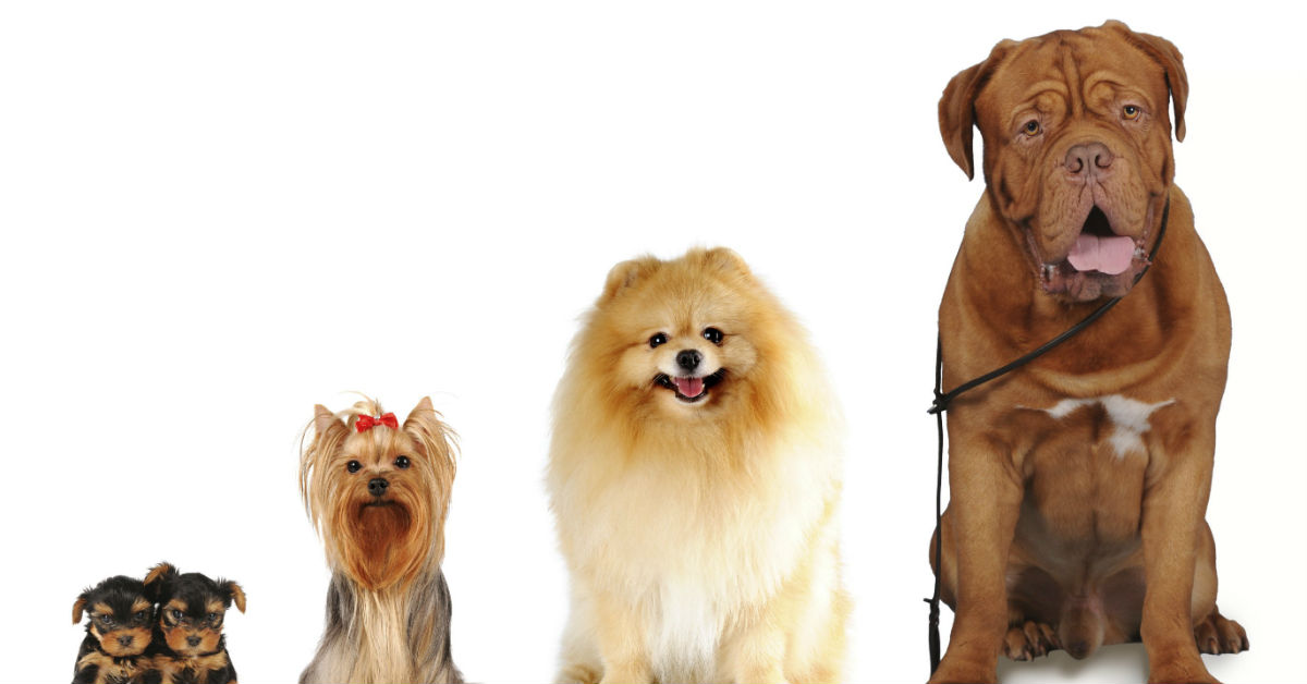 Pedigree del cane: cos’è e a cosa serve?