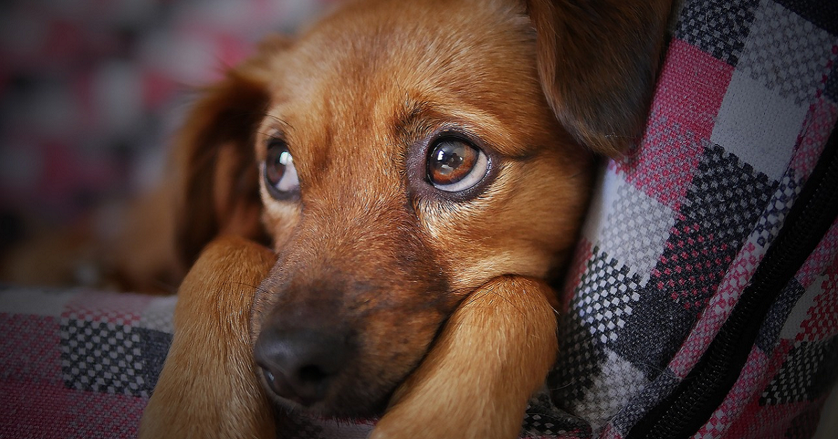 Perché i cani non piangono? Come esprimono la loro tristezza?