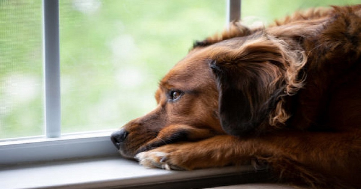 cane che aspetta alla finestra