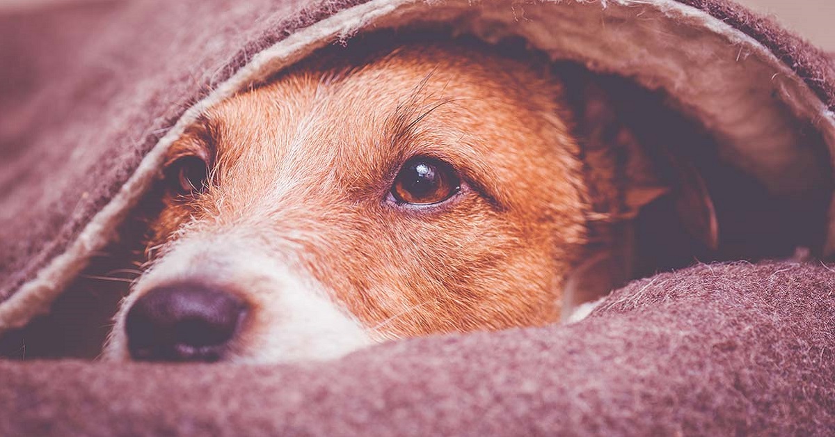 cane sotto le coperte