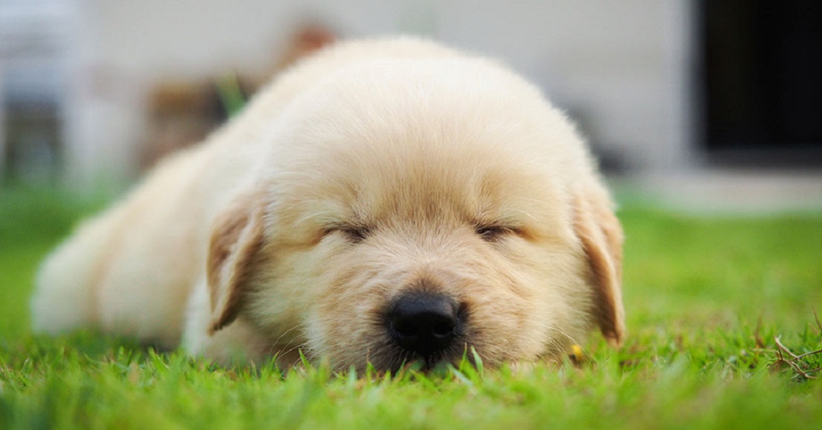 cucciolo di cane che dorme