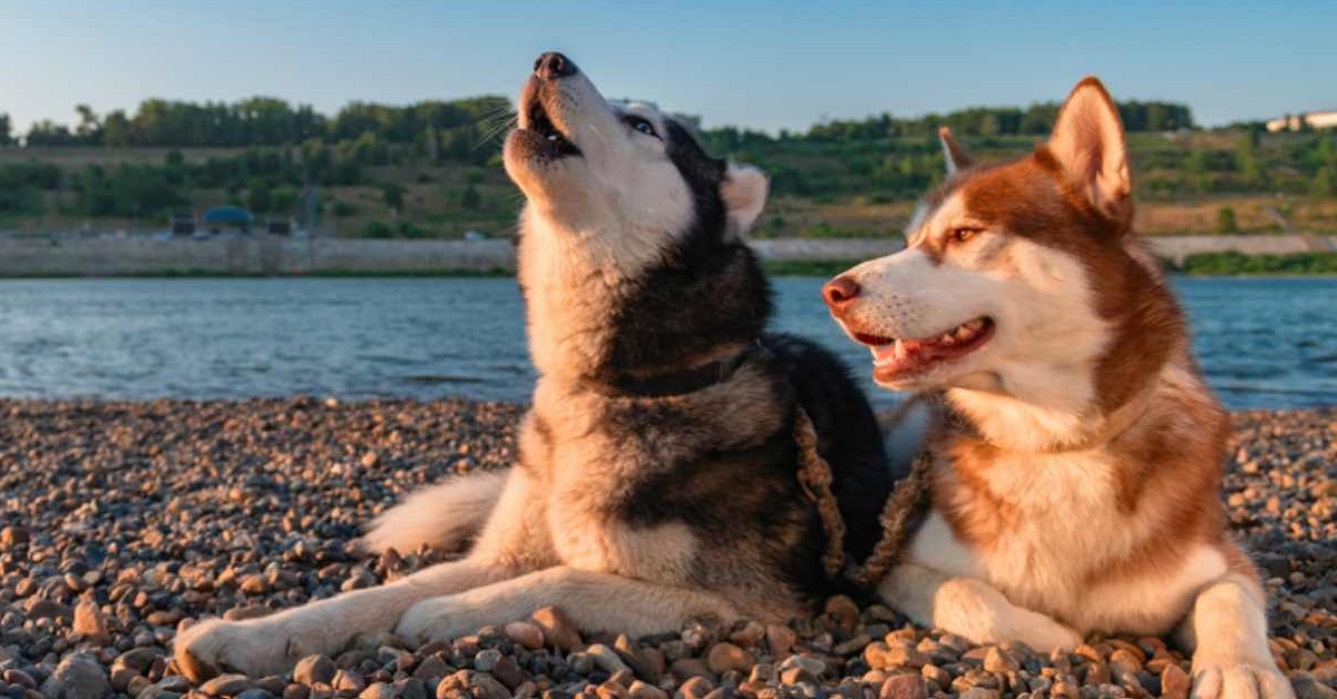 cane che ulula in compagnia