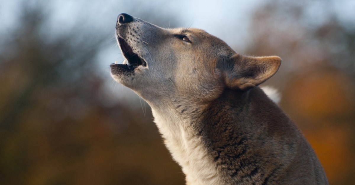 Perché i cani ululano alla luna?