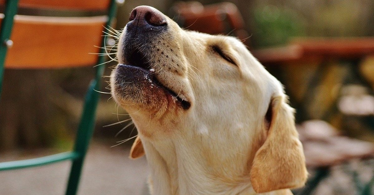 cane che ulula in giardino