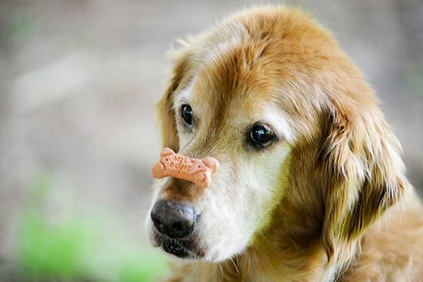 cane con snack sul naso