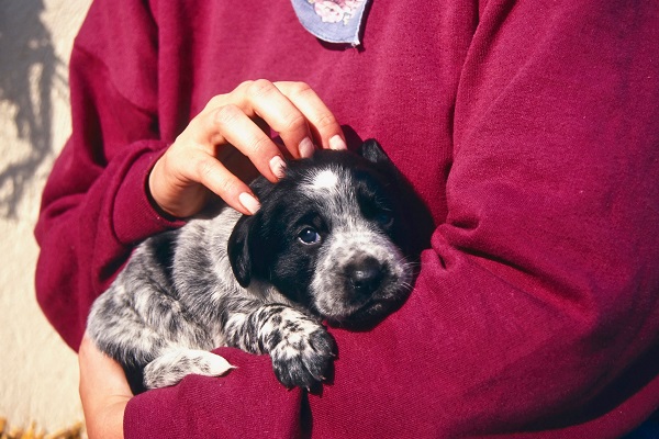 cucciolo di cane