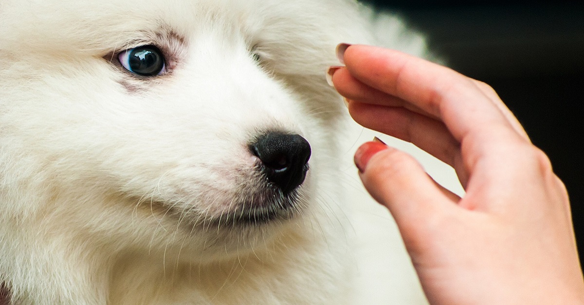 Perché al cane non piacciono le coccole?