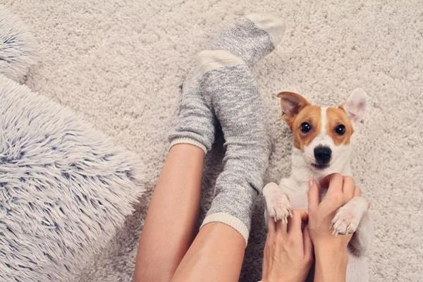 cane e calzini