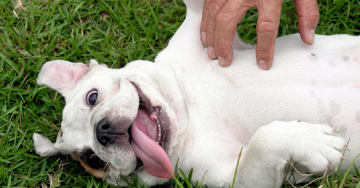 Perché i cani aprono le zampe per farsi accarezzare?