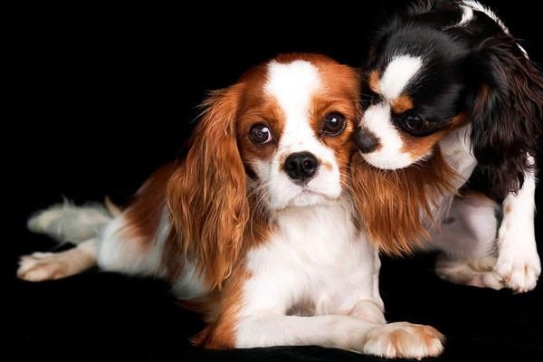 cavalier king charles spaniel cane