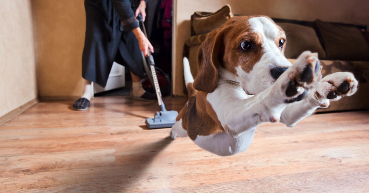 Perché i cani hanno paura del vuoto?