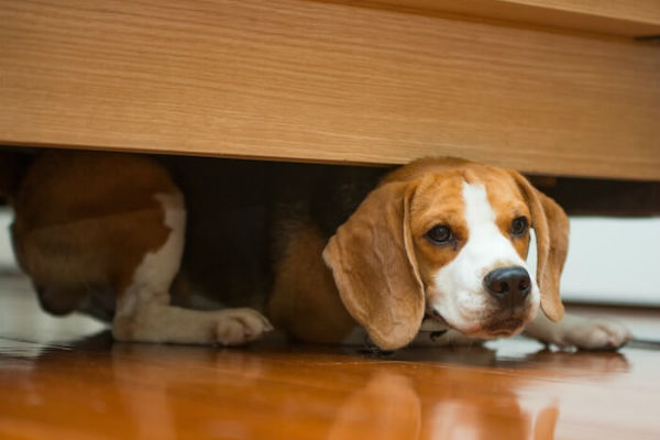 cane sotto il letto