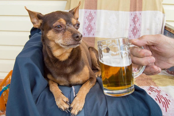 cane guarda birra