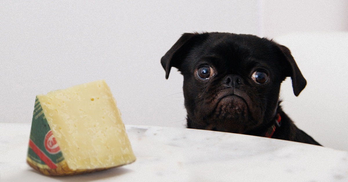 Ecco perché i cani non dovrebbero mangiare cibo umano