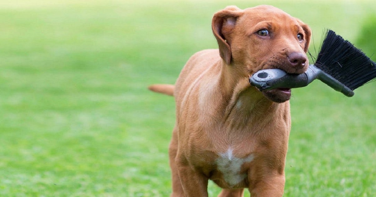 Perché i cani odiano le scope?