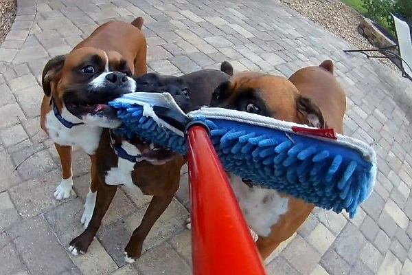 cani contro scopa