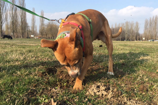 cane sul terreno