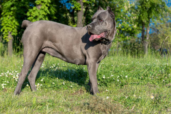 cane di grossa taglia